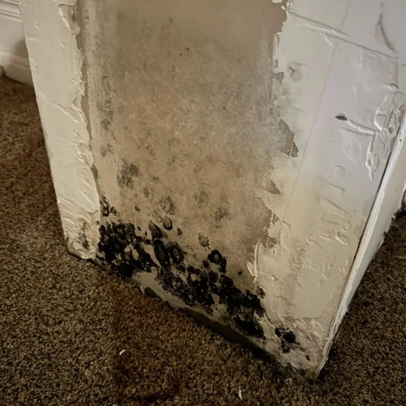Professional Mold Removal in Mason County, WV